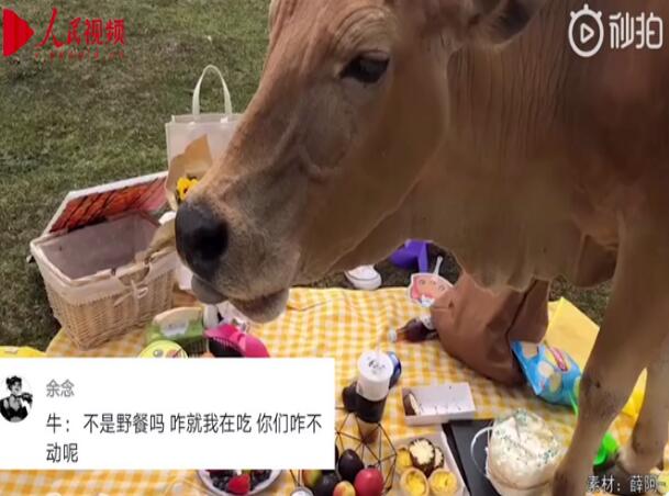 笑哭！野餐还没拍好照就被牛吃了 牛：我的外卖到了