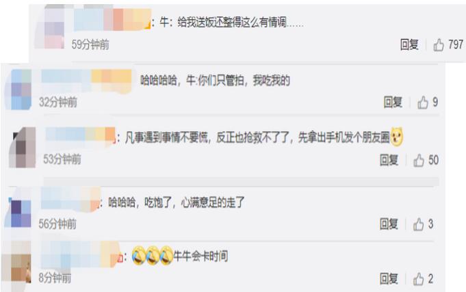 笑哭！野餐还没拍好照就被牛吃了 牛：我的外卖到了