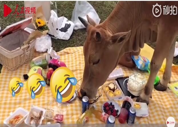 笑哭！野餐还没拍好照就被牛吃了 牛：我的外卖到了