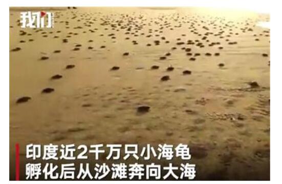 近2000万小海龟孵化奔向大海 真相让人哭笑不得