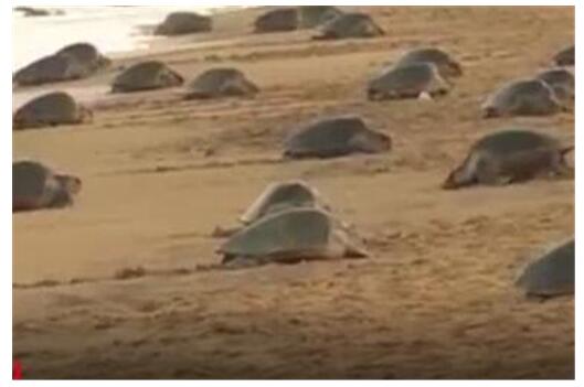 近2000万小海龟孵化奔向大海是什么情况?网友集体惊呆了