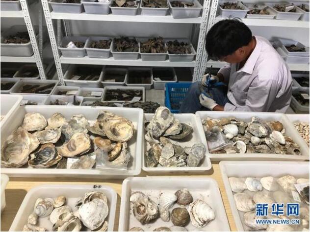 【震撼】浙江余姚发现史前贝丘遗址 出土大量精美的陶器、石器等