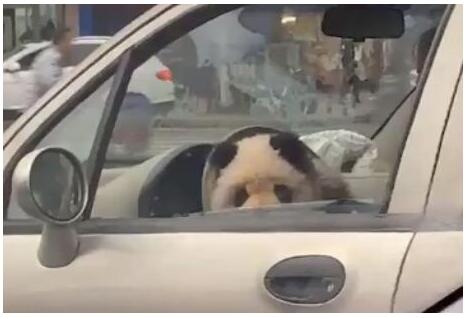 乐山熊猫狗逛街   网友“四川真的人均养熊猫”