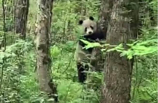【铁憨憨模样】秦岭主峰5年来首现野生大熊猫 灌木丛里好奇观望