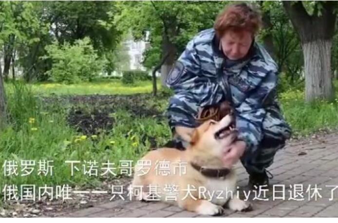 【可可爱爱】俄罗斯唯一一只柯基警犬退休 小小的身体大大的能量