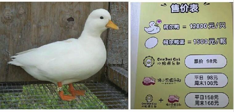 铁锅炖鸭？王珞丹悼念被偷吃的宠物鸭 曝光抓鸭人照片遭质疑