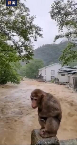 【可怜又无助】武夷山暴雨中猴子蹲桥上避险 网友:小脸写满了不开心和害怕