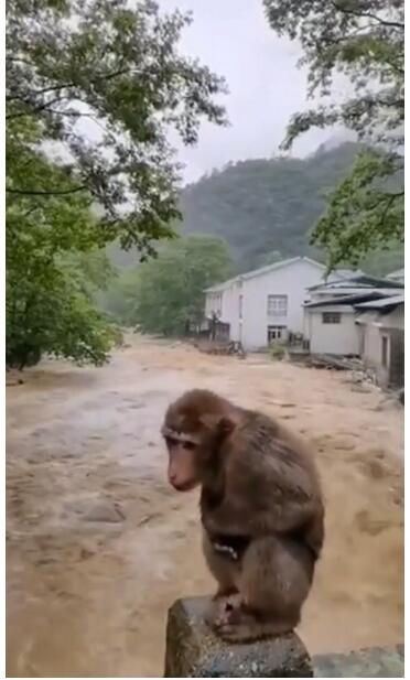 【可怜兮兮】武夷山暴雨中猴子蹲桥上避险 脸上写满不开心