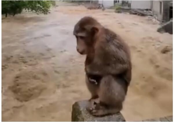 猴哥太难了！武夷山暴雨中猴子蹲桥上避险 满脸无助令人心疼