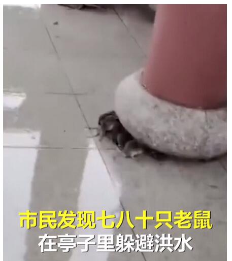 %title插图%num 江西暴雨近百只老鼠凉亭内躲洪水-WordPress极简博客