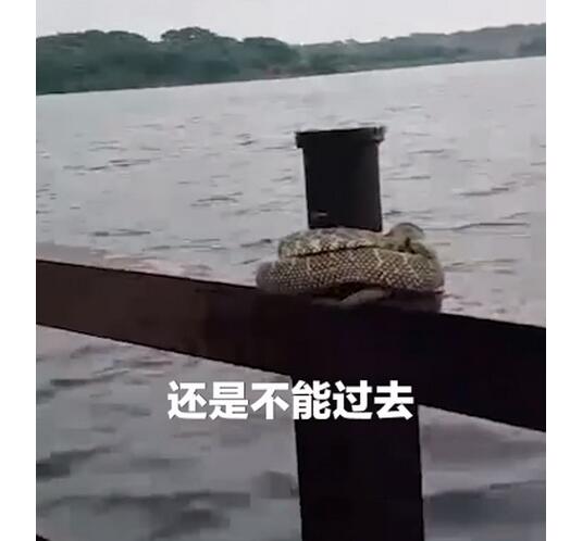 %title插图%num 江西暴雨近百只老鼠凉亭内躲洪水-WordPress极简博客