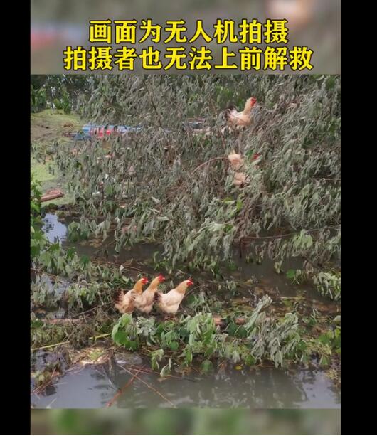 雞生艱難!雞群被洪水圍困樹枝7天,網友:這就是傳說中的落湯雞?