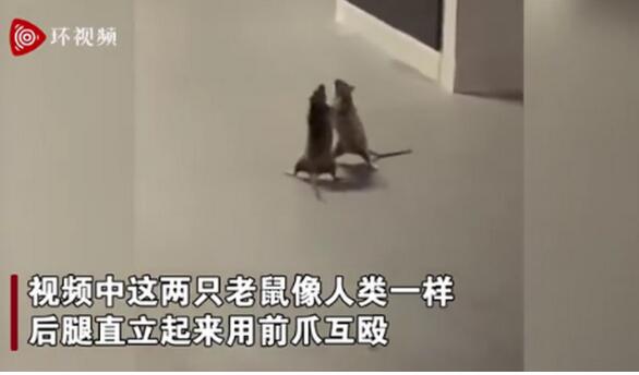 两只老鼠站立互殴一旁猫咪被吓傻：这太暴力了