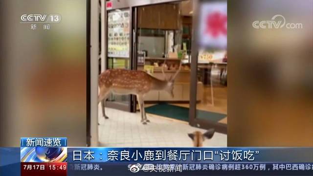 讨饭吃！奈良小鹿到餐厅讨食物被婉拒是怎么回事?无人给鹿群喂食什么情况?