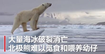 【细极思恐】全球变暖或致北极熊在2100年灭绝 拯救北极熊也是拯救自己