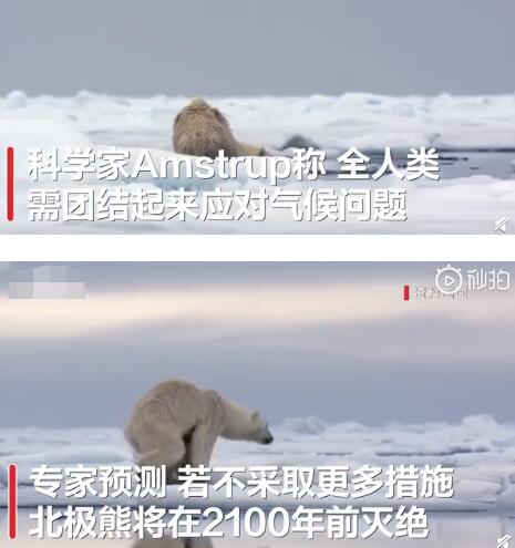 【细极思恐】全球变暖或致北极熊在2100年灭绝 拯救北极熊也是拯救自己