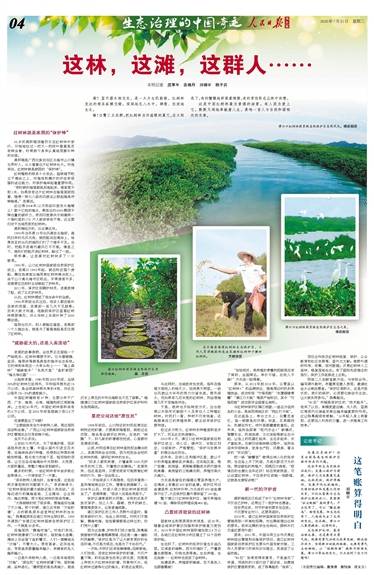 人民日报海外版整版关注｜广西北海红树林保护