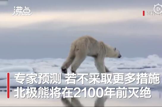 专家警告：北极熊或将在2100年灭绝 全球变暖海冰消亡是主因