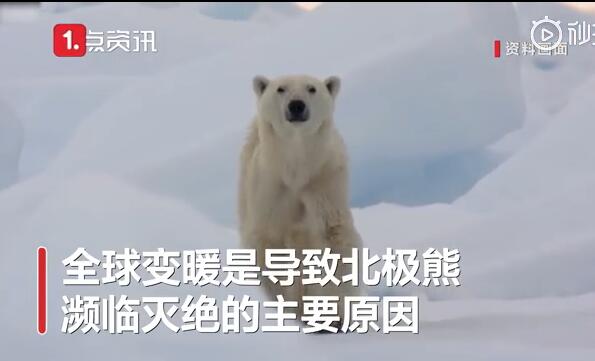 专家警告：北极熊或将在2100年灭绝 全球变暖海冰消亡是主因