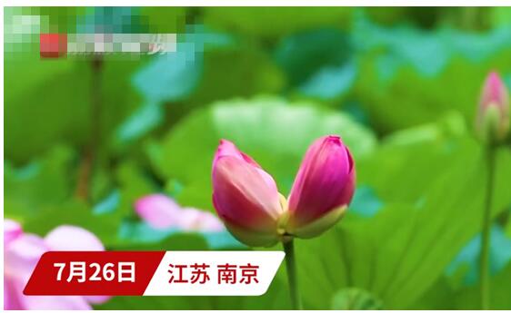 【花开并蒂】南京玄武湖连续出现2株并蒂莲 自古以来被视为吉祥喜庆