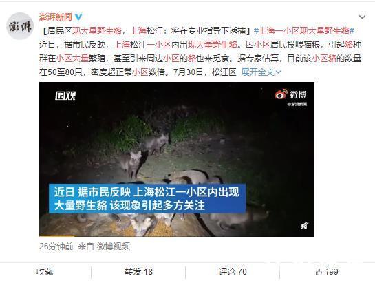 貉不服!上海一小区现大量野生貉 貉怎么读?已经失控了!