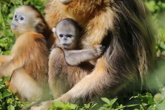 【呆萌】神农架再添一只雄性金丝猴宝宝“扇贝” 神农架金丝猴增至1470余只