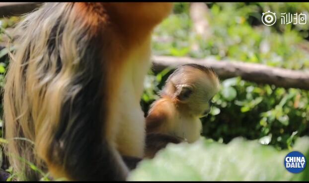 扇贝来了!神农架再添一只雄性金丝猴宝宝 神农架金丝猴增至1470余只