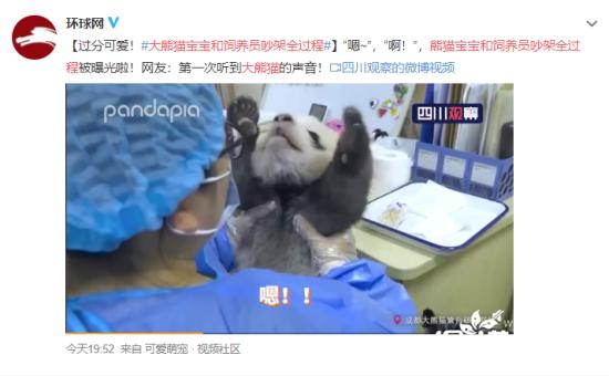 熊猫宝宝和饲养员吵架过程曝光！网友：怎样成为熊猫饲养员？大熊猫对饲养员有感情吗？