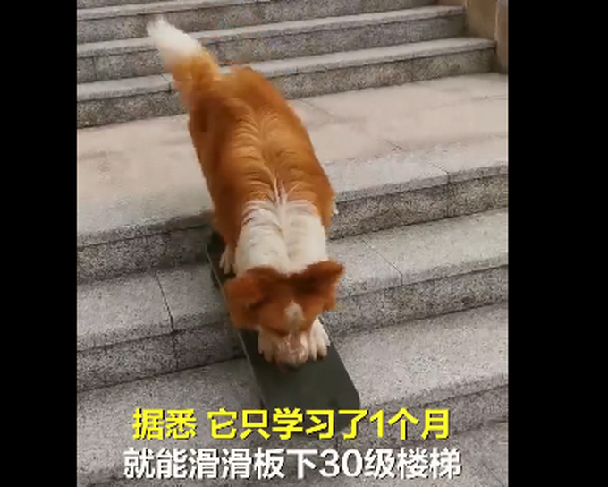 【GIF动图】牧羊犬滑滑板下30级楼梯 边牧不愧是最聪明的狗狗