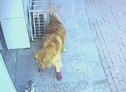 有人报复?提供坠猫砸人视频老板玻璃被砸 事件详情始末