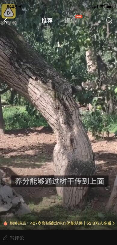 407岁梨树被烧空心仍能结果