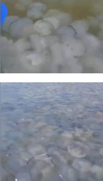 乌克兰巨大水母群覆盖海面像银耳汤一样 附