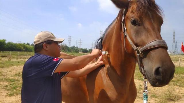 福建下海救人的第三匹马已痊愈