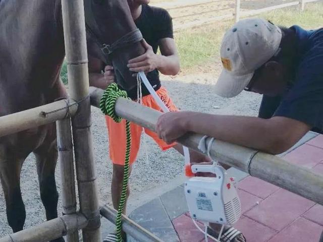 福建下海救人的第三匹马已痊愈