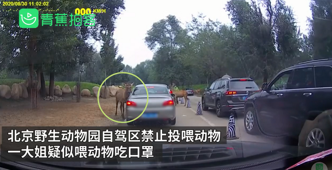 事有蹊跷?北京野生动物园游客疑喂动物口罩 误食还是主动投喂?