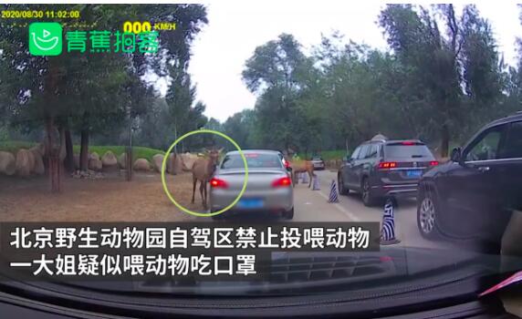 北京野生动物园游客疑似给动物喂口罩 警方通报来了：并非游客故意