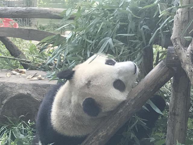北京网红大熊猫突然