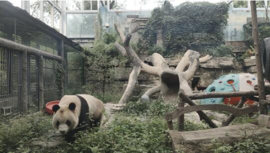 北京动物园回应网红熊猫秃头说了什么？具体是怎么回事？