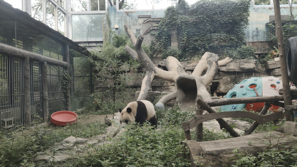 福星高照头顶秃!北京动物园回应网红熊猫秃头 国宝也抑郁了?