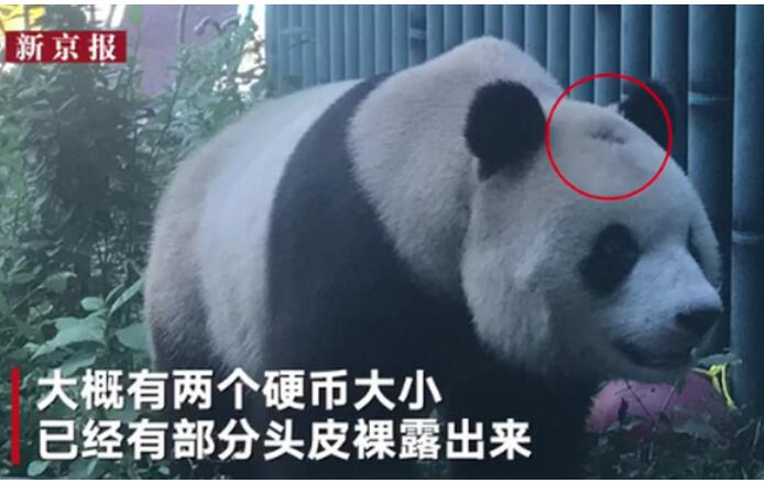 挺“秃”然的!北京动物园回应网红熊猫秃头 不高兴就打滚蹭门