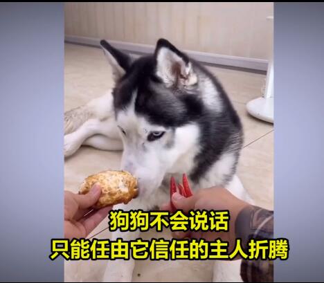 【被迫营业】宠物博主让狗当大胃王 残忍吃播引众怒