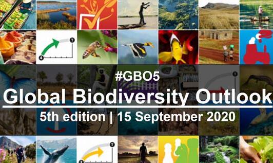 联合国发布第五版《全球生物多样性展望》针对自然现状提供最权威评估