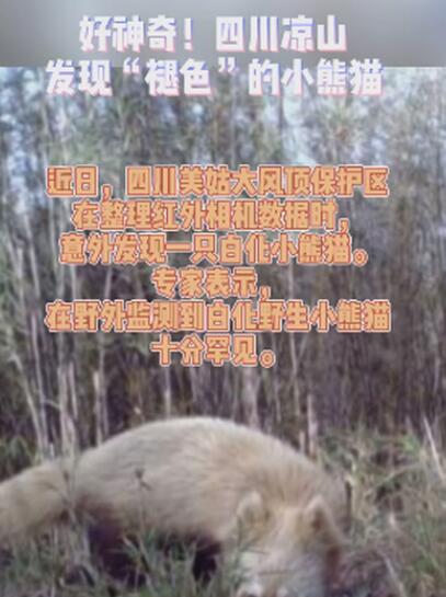 四川发现褪色小熊猫什么情况？终于真相了，原来是这样！