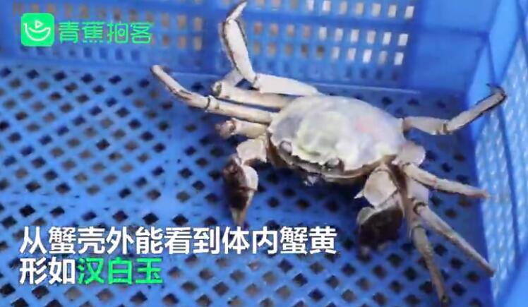 疑基因问题不影响食用可以看见蟹黄 白色螃蟹可以量产吗