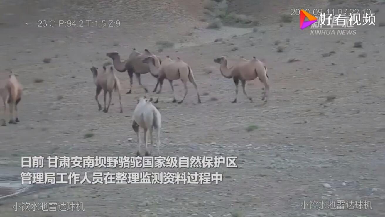 来找茬!甘肃发现首例白化野骆驼 一眼就能看到你!
