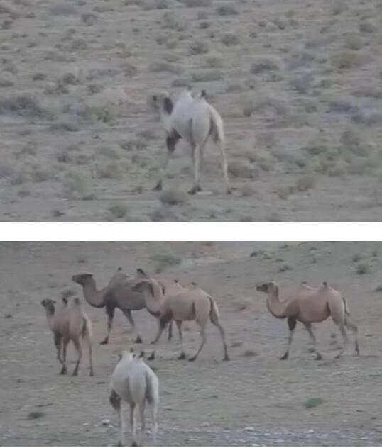 【罕见】甘肃发现首例白化野骆驼 白化野骆驼长什么样？