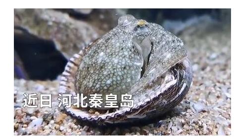 海綿寶寶章魚哥章魚拆貝殼當房門求安全感操作滿分