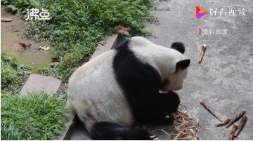 痛惜！重庆动物园25岁大熊猫灵灵因病去世