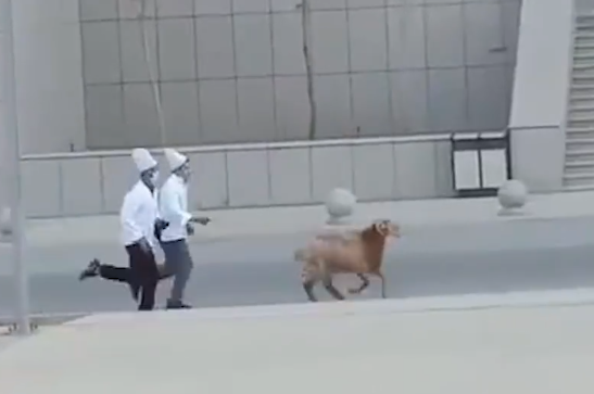 逃跑失败！新疆高校食堂大叔校园里追羊 可怜的羊一会儿就被做成了菜