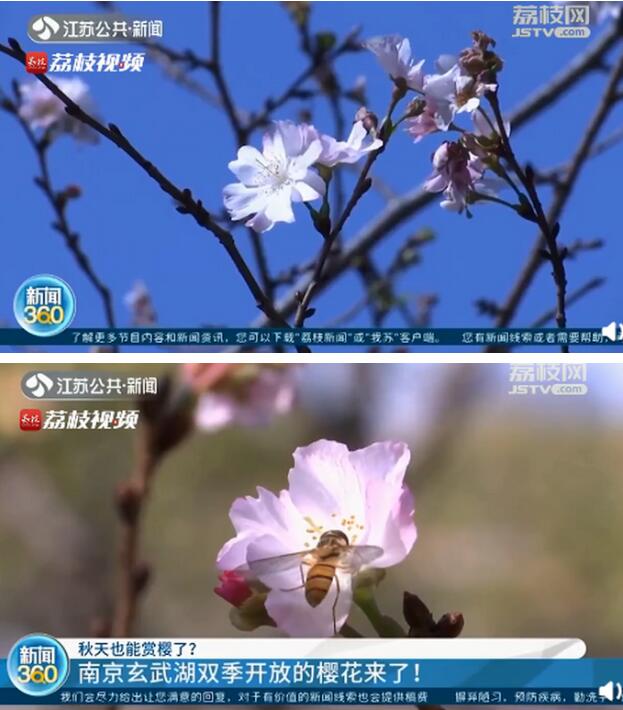 太美了！南京玄武湖秋季樱花开了，中文得名“奖章樱”